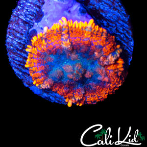 RAINBOW RIM FLAMETHROWER RHODACTIS
