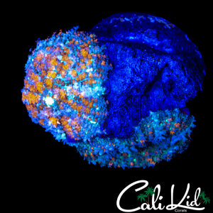 CK CALI KUSH SHROOM DOUBLE