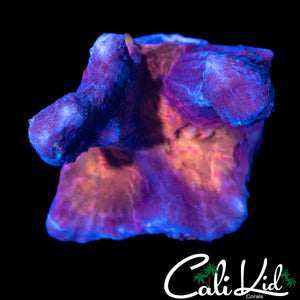 RARE ORANGE EYE PECTINIA