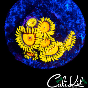 CK BLAZIN CAJUN ZOA MINI COLONY
