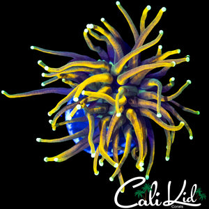 AQUACULTURED MYSTERY TORCH