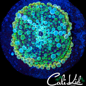 XXL RAINBOW BUBBLE YUMA