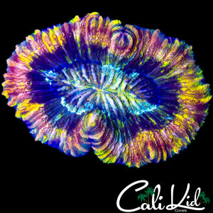 BEAUTIFUL RAINBOW TRACHY