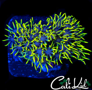 ULTRA GREEN STAR POLYPS