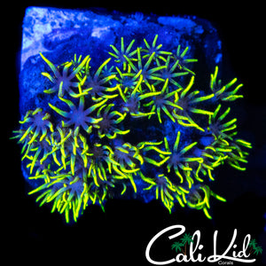ULTRA GREEN STAR POLYPS