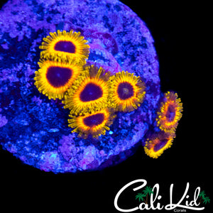 GREAT OWL ZOA MINI COLONY