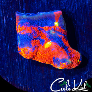 RARE BLUE BASE CHALICE CHUNK