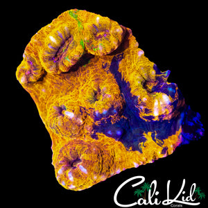 STUNNING RAINBOW CHALICE MINI COLONY