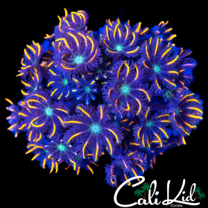 FIREWORKS CLOVES COLONY