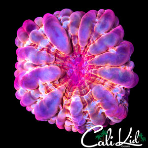PINK PASSION CYNARINA