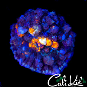 CK MAJESTIC BOUNCE SHROOM