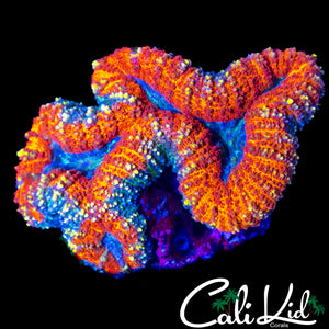 RAINBOW RIM SYMPHYLLIA