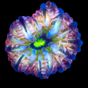 AMAZING RAINBOW CYNARINA