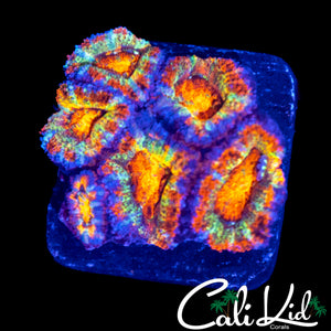 PICASSO ACAN MINI COLONY