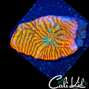 RAINBOW CONVICT CHALICE