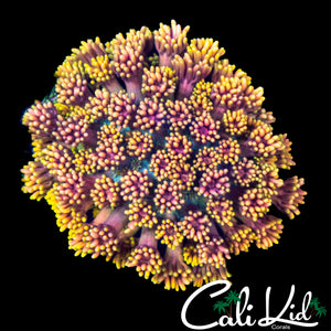 CK FROM THE FARM RAINBOW GONI COLONY