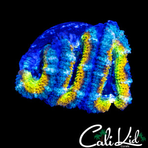 SHADES OF YELLOW ACAN TRIPLE