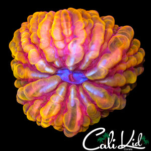 RAINBOW MASTER CYNARINA