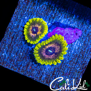 GOLDEN LEOPARD ZOA DOUBLE