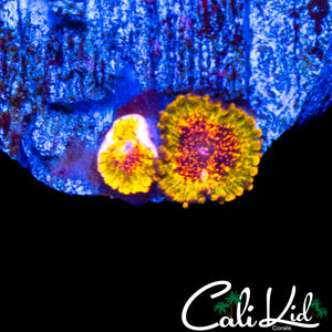 NORTHERN LIGHTS ZOA DOUBLE