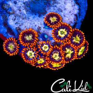 ASSORTED ZOA COLONY