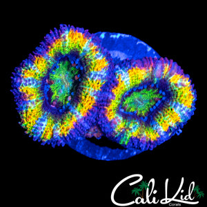 NERDS ACAN DOUBLE