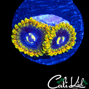 RAINBOW YODA ZOA DOUBLE