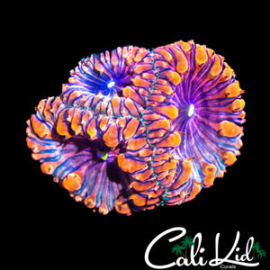 BEAUTIFUL RAINBOW BLASTO TRIPLE W/ PURPLE