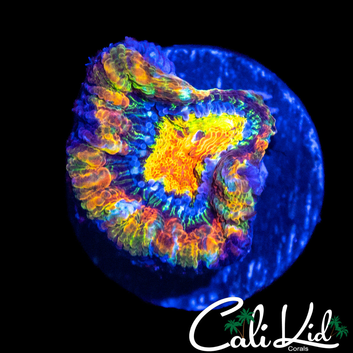 BEN'S PRIVATE COLLECTION UNRELEASED ACAN