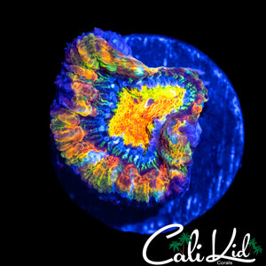 BEN'S PRIVATE COLLECTION UNRELEASED ACAN