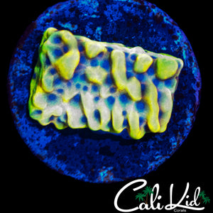 CK PEYOTE DREAMS MONTI