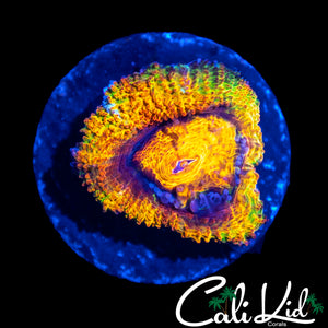 ULTIMATE RAINBOW ACAN LORD