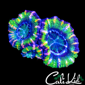 ULTRA PINK STRIPE ACAN TRIPLE