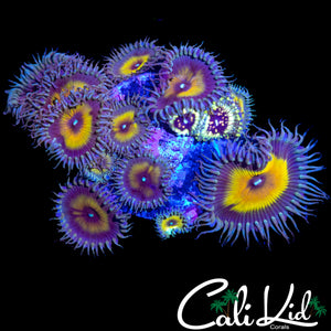 HIGH END ASSORTED ZOA COLONY