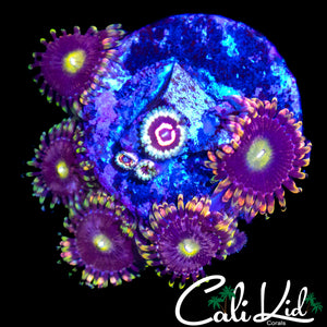 HIGH END ASSORTED ZOA COLONY