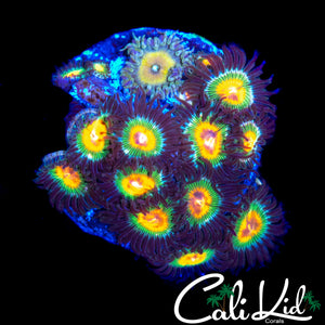 HIGH END ASSORTED ZOA COLONY