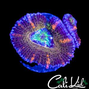 RAINBOW ACAN MORPH DOUBLE