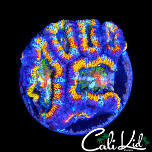 INSANE EYE RAINBOW ACAN MINI COLONY