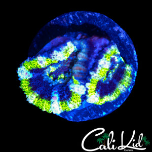 ULTRA ACAN DOUBLE
