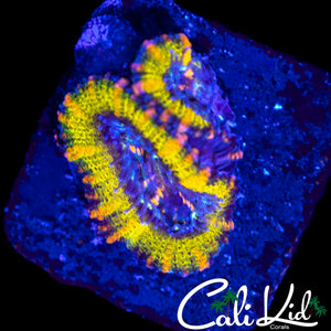 GOLDEN GOOSE ACAN DOUBLE