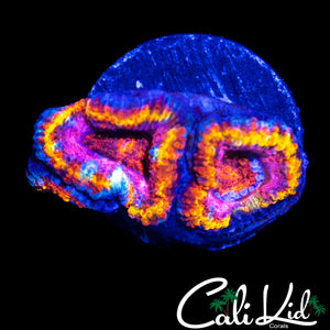 FIRE RING ACAN DOUBLE