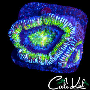 WHITE SPECKLED RIM ACAN DOUBLE