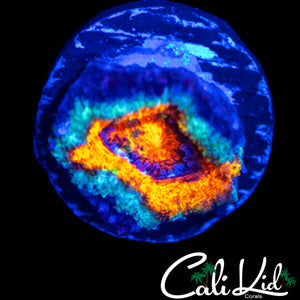 MYSTERY RAINBOW ACAN