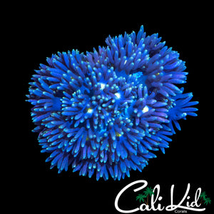 FLUFFY SUNFLOWER GONI