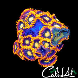 ASSORTED ZOA COLONY