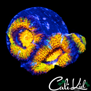 INSANE RAINBOW ACAN TRIPLE
