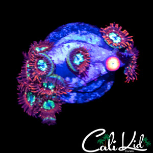 CK SPOTIFY ZOA MINI COLONY