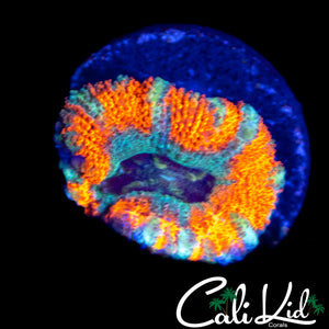 CK MANGO TANGO ACAN