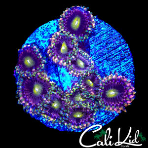 CK ANTI MATTER ZOA COLONY