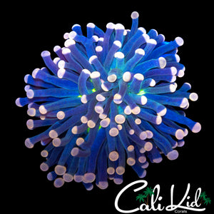 FAT TENTACLE PINK TIP TORCH